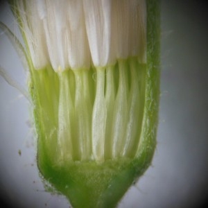 Photographie n°188638 du taxon Crepis bursifolia L.