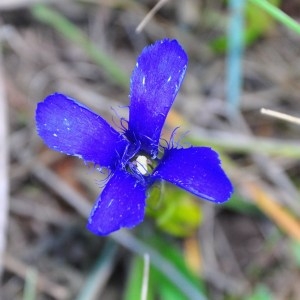 Gentianopsis ciliata (L.) Ma (Gentiane ciliée)