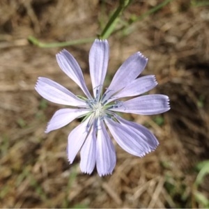 Photographie n°188673 du taxon Cichorium intybus L. [1753]