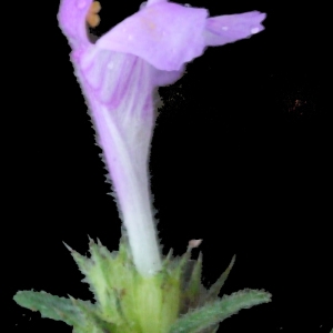 Photographie n°188695 du taxon Galeopsis ladanum L. [1753]