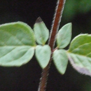 Photographie n°188710 du taxon Origanum vulgare L. [1753]