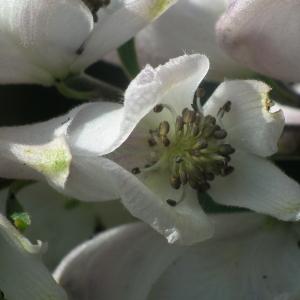 Aconitum napellus L. (Aconit napel)