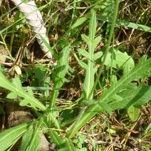 Photographie n°188739 du taxon Knautia arvensis subsp. arvensis