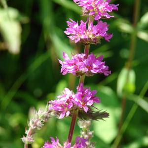 Photographie n°188759 du taxon Lythrum salicaria L.