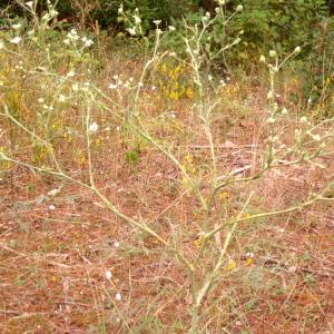 Photographie n°188777 du taxon Seseli tortuosum L. [1753]