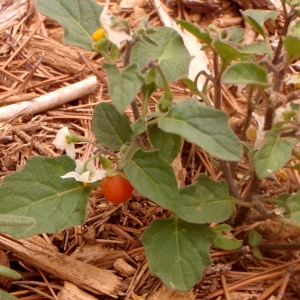 Photographie n°188792 du taxon Solanum villosum Lam. [1794]