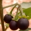  Genevieve Botti - Solanum nigrum L. [1753]