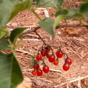 Photographie n°188796 du taxon Solanum dulcamara L. [1753]