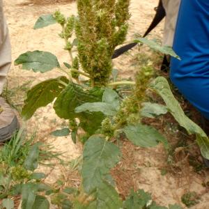 Photographie n°188802 du taxon Amaranthus retroflexus L. [1753]