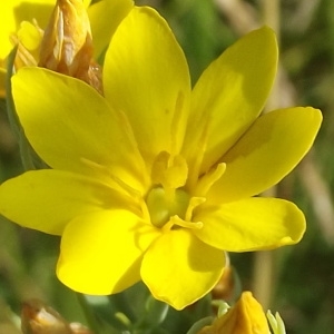 Blackstonia perfoliata (L.) Huds. subsp. perfoliata (Blackstonie perfoliée)