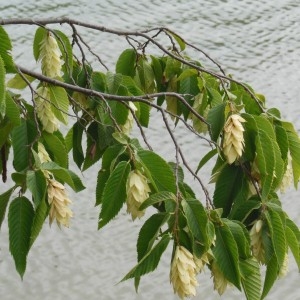 Photographie n°188830 du taxon Ostrya carpinifolia Scop.