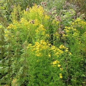Photographie n°188834 du taxon Hypericum perforatum L.