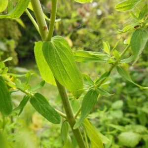 Photographie n°188835 du taxon Hypericum perforatum L.