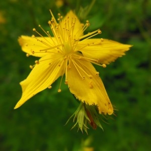 Photographie n°188836 du taxon Hypericum perforatum L.
