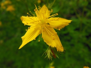 Dominique Remaud, le 11 juillet 2012 (Limay (Ile Aumone))