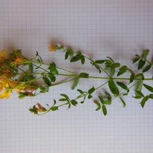 Photographie n°188837 du taxon Hypericum perforatum L.
