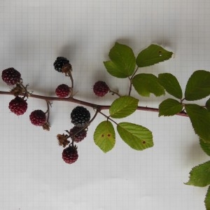Photographie n°188839 du taxon Rubus ulmifolius Schott