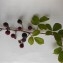  Dominique Remaud - Rubus ulmifolius Schott
