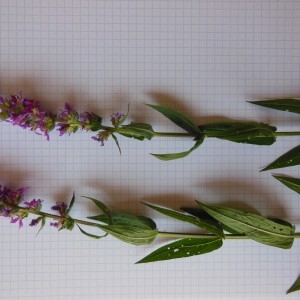 Photographie n°188840 du taxon Lythrum salicaria L.