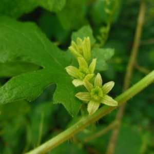 Photographie n°188855 du taxon Bryonia cretica subsp. dioica (Jacq.) Tutin