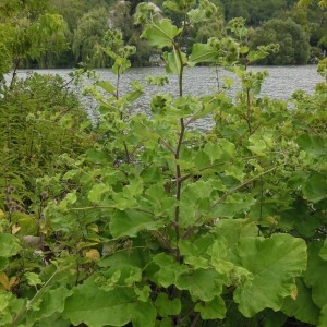 Photographie n°188856 du taxon Arctium lappa L.