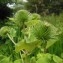  Dominique Remaud - Arctium lappa L.