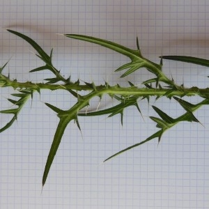 Photographie n°188862 du taxon Cirsium vulgare (Savi) Ten.