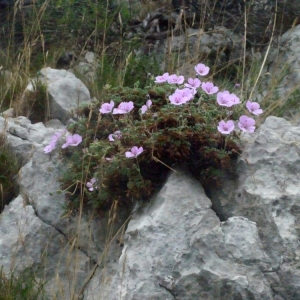 Photographie n°188875 du taxon Erodium foetidum (L.) L'Hér. [1802]