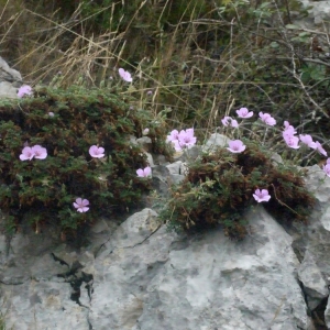 Photographie n°188877 du taxon Erodium foetidum (L.) L'Hér. [1802]