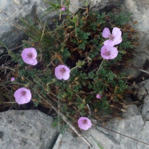 Photographie n°188880 du taxon Erodium foetidum (L.) L'Hér. [1802]