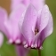  GEORGES JOUSSE - Cyclamen hederifolium Aiton [1789]