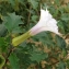  Pierre Bonnet - Datura stramonium L.