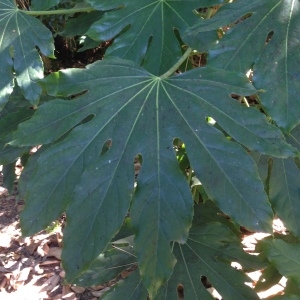 Photographie n°188956 du taxon Fatsia japonica (Thunb.) Decne. & Planch. [1854]