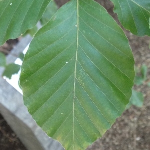 Photographie n°188981 du taxon Fagus sylvatica L. [1753]