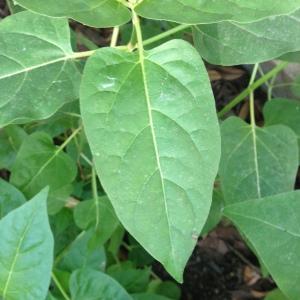 Photographie n°189021 du taxon Mirabilis jalapa L. [1753]