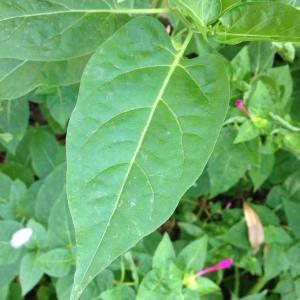 Photographie n°189024 du taxon Mirabilis jalapa L. [1753]