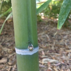 Photographie n°189042 du taxon Phyllostachys viridis (R.A.Young) McClure [1956]