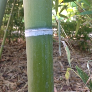 Photographie n°189043 du taxon Phyllostachys viridis (R.A.Young) McClure [1956]