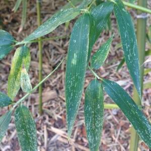 Phyllostachys faberi Rendle