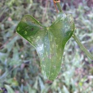 Smilax aspera subsp. balearica (Willk.) Romo