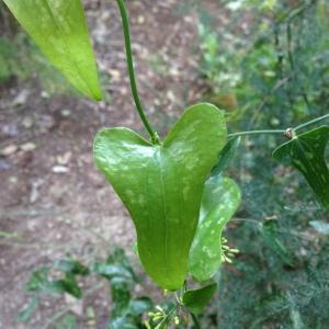 Photographie n°189113 du taxon Smilax aspera var. balearica Willk. ex A.DC. [1878]