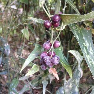  - Smilax aspera var. balearica Willk. ex A.DC. [1878]