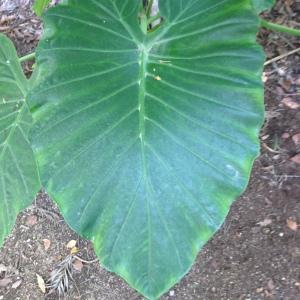 Photographie n°189125 du taxon Colocasia esculenta (L.) Schott. [1832]