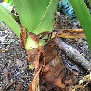  - Colocasia esculenta (L.) Schott. [1832]