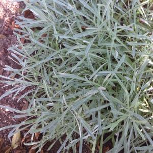 Photographie n°189160 du taxon Gazania rigens (L.) Gaertn. [1791]