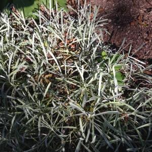 Photographie n°189161 du taxon Gazania rigens (L.) Gaertn. [1791]