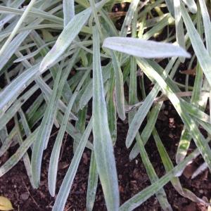 Photographie n°189162 du taxon Gazania rigens (L.) Gaertn. [1791]