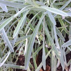 Photographie n°189163 du taxon Gazania rigens (L.) Gaertn. [1791]