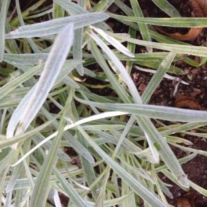 Photographie n°189164 du taxon Gazania rigens (L.) Gaertn. [1791]