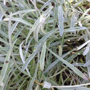 Photographie n°189165 du taxon Gazania rigens (L.) Gaertn. [1791]